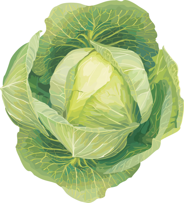 Cabbage PNG free Image Download 35