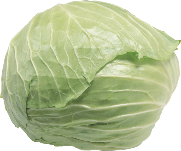 Cabbage PNG free Image Download 37