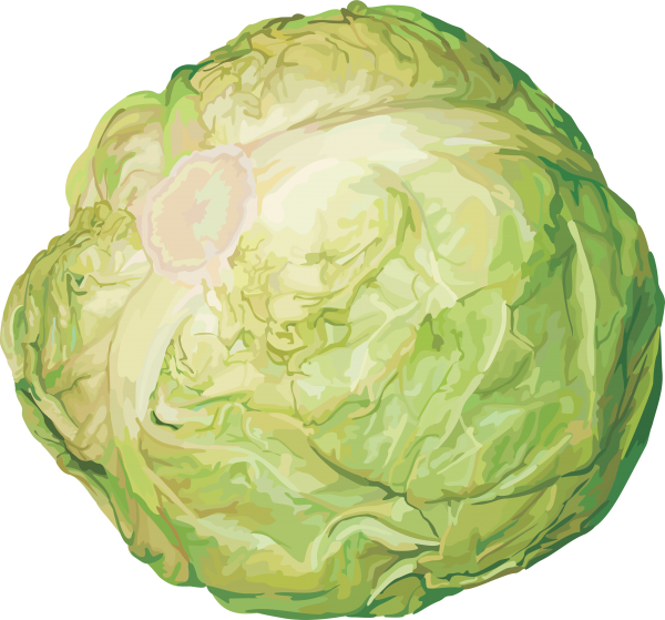 Cabbage PNG free Image Download 39