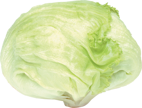 Cabbage PNG free Image Download 4