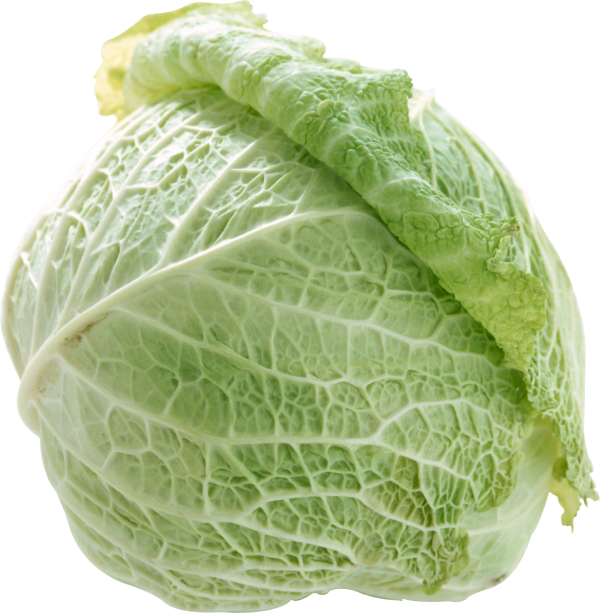 Cabbage PNG free Image Download 5