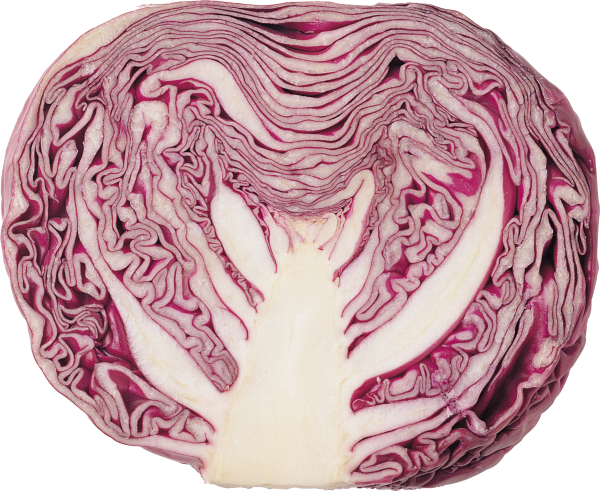 Cabbage PNG free Image Download 6
