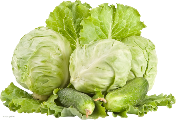 Cabbage PNG free Image Download 8