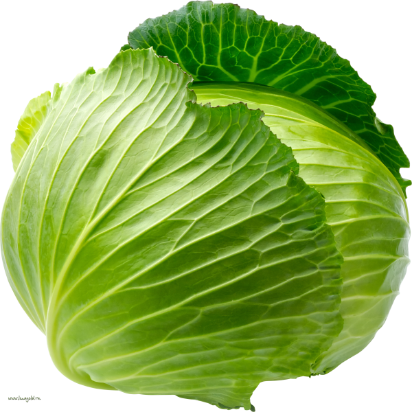 Cabbage PNG free Image Download 9