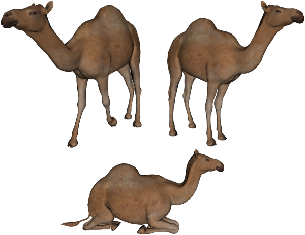 Camel Png All Position