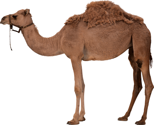 Camel Png Clipart