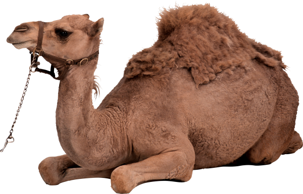 Camel Png Free Download