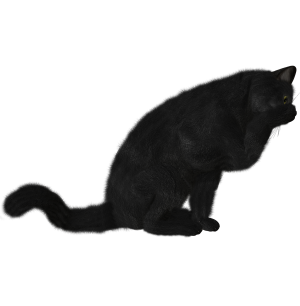Cat Cleaning Hands Png
