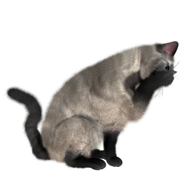 Cat Eating Png