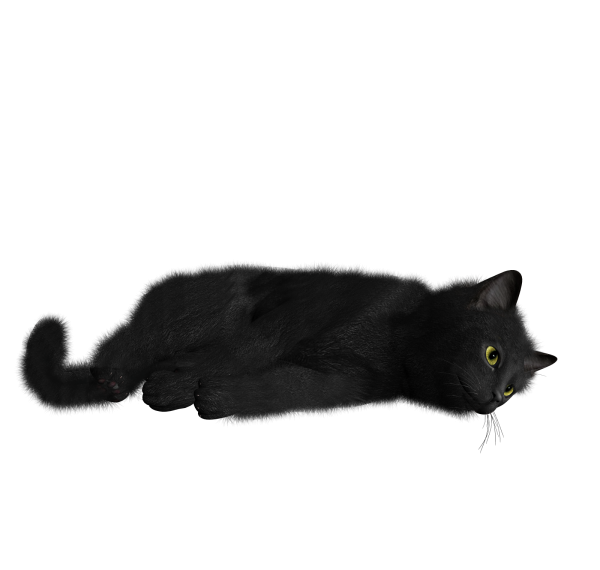 Cat Laid Down Png