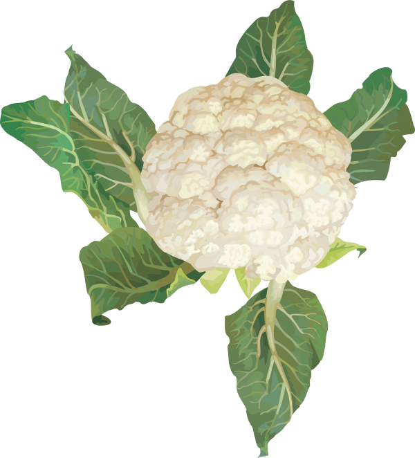 cauliflower PNG free Image Download 15