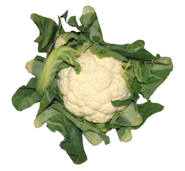 cauliflower PNG free Image Download 17