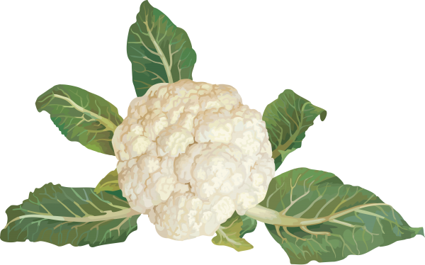 cauliflower PNG free Image Download 27