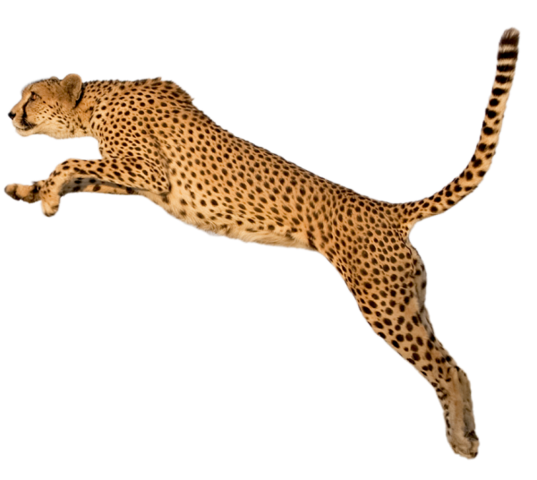 Cheetah Jumping Png Image Free Download