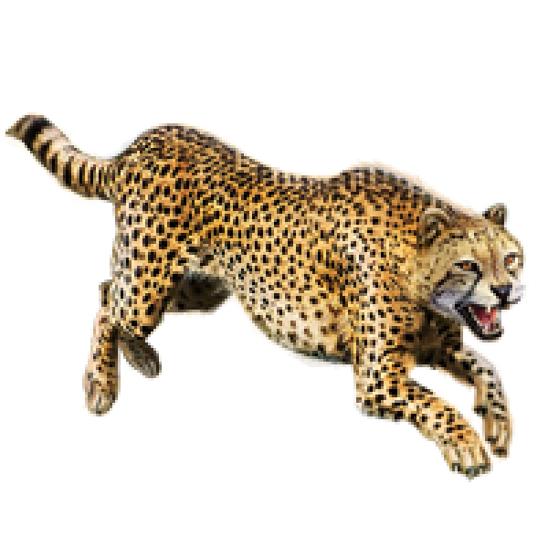 Cheetah Jumping Png