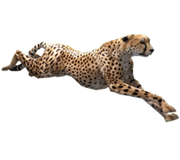 Cheetah Png Logo