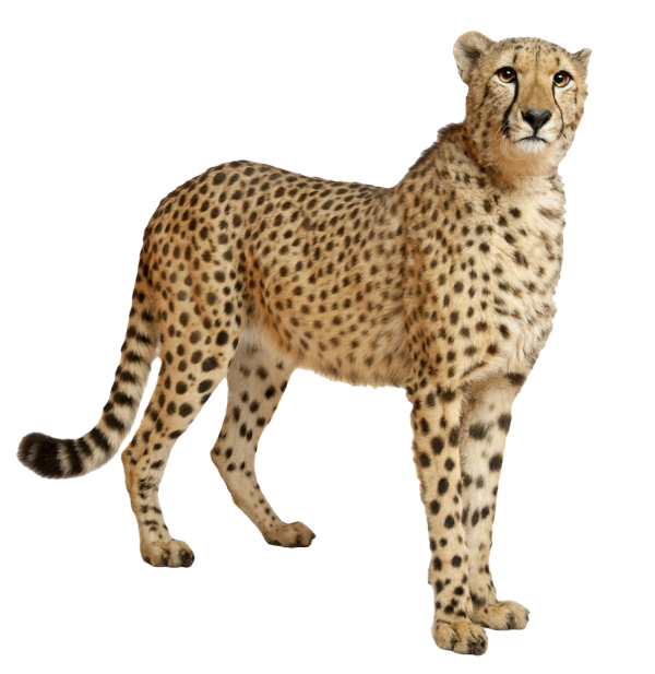 Cheetah Png Looking For Food