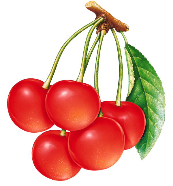 cherry png free download 42