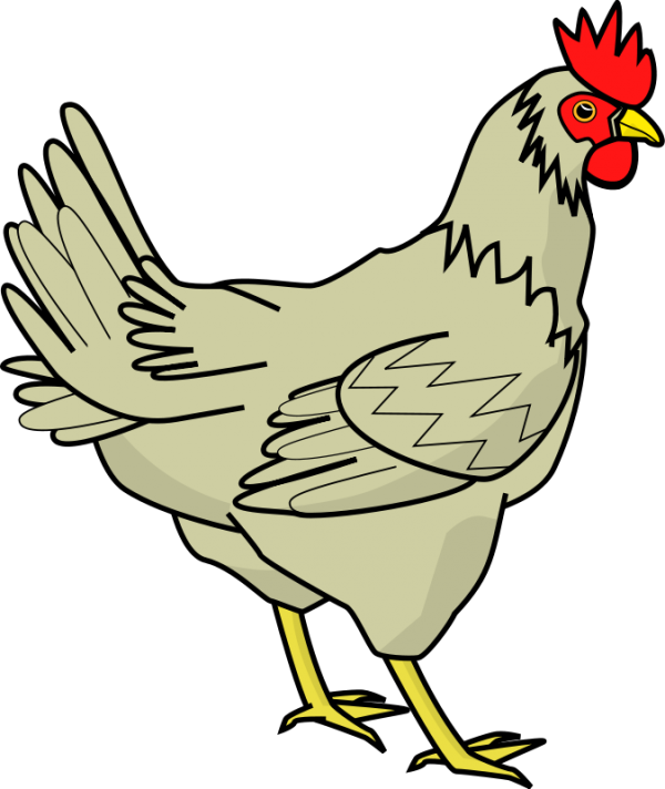 Chicken Drawn Png