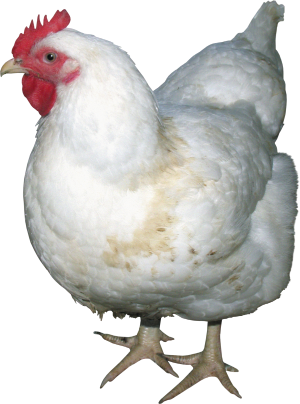 Chicken For Meals Png