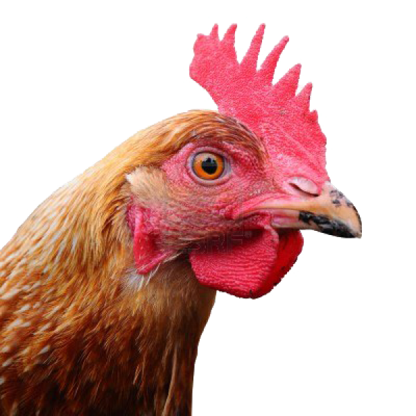 Chicken Head Png Free Download