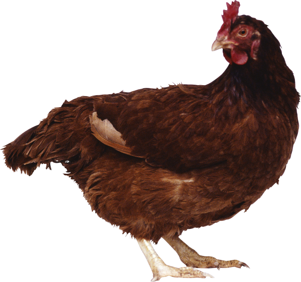 Chicken Image Png