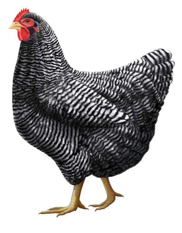 Chicken Png Clipart Free