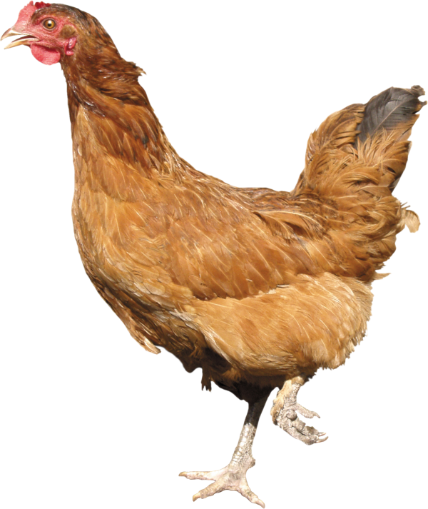 Chicken Png Download for Free