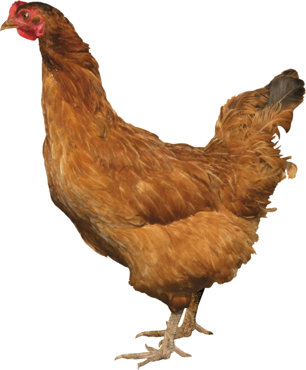 Chicken Png For Web Designing