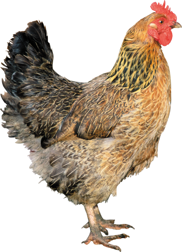 Chicken Png Strong