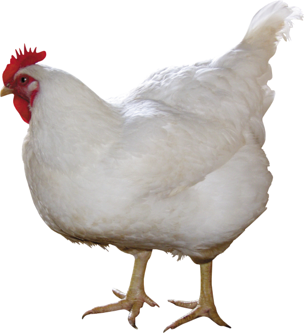 Chicken Png White Color