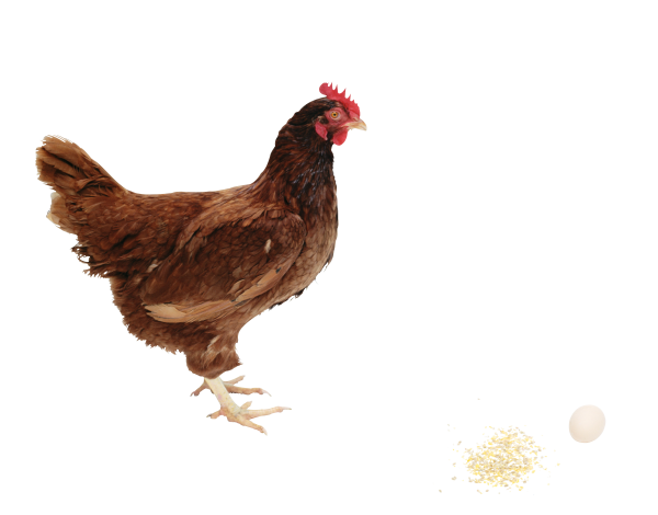 Chicken With Egg Png