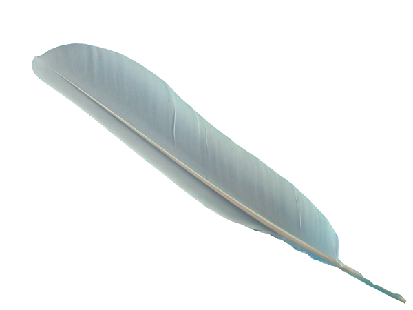 Clipart Feather PNg