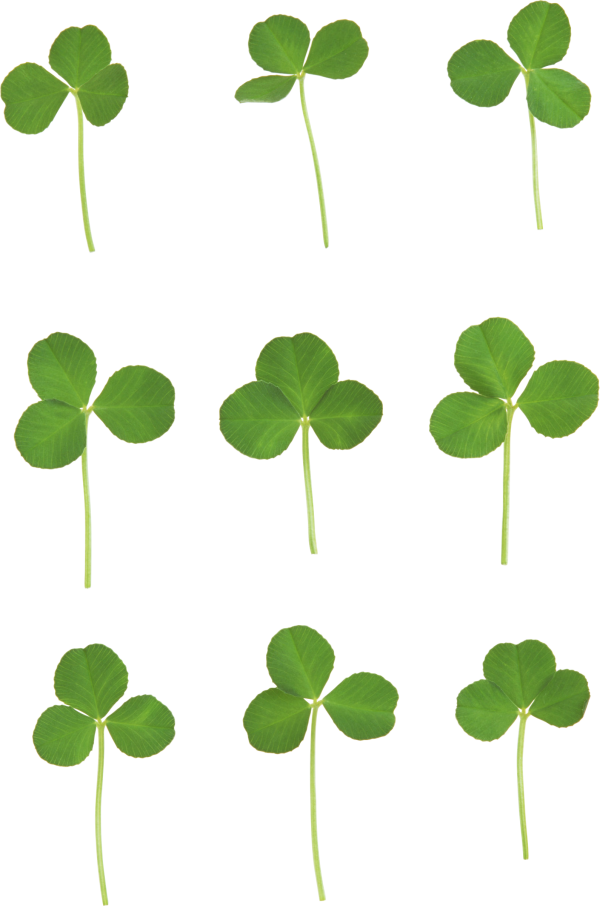 clover png free download 1