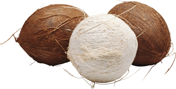 coconut png free download 1