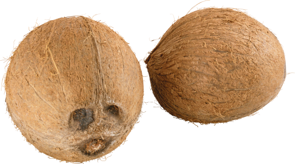 coconut png free download 10