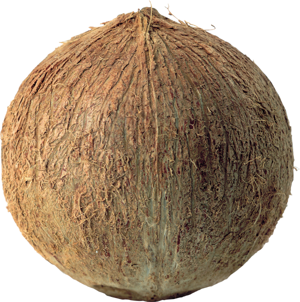 coconut png free download 13