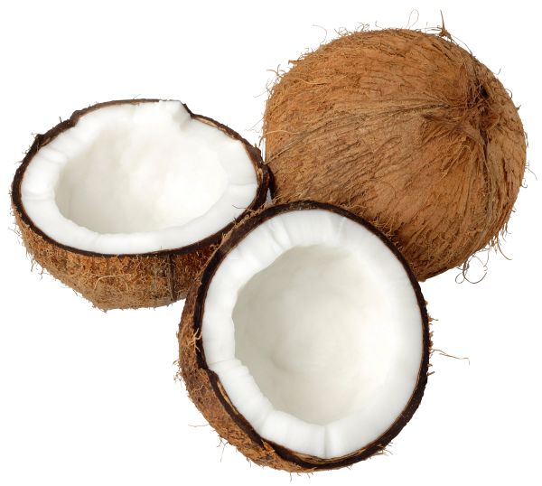 coconut png free download 17
