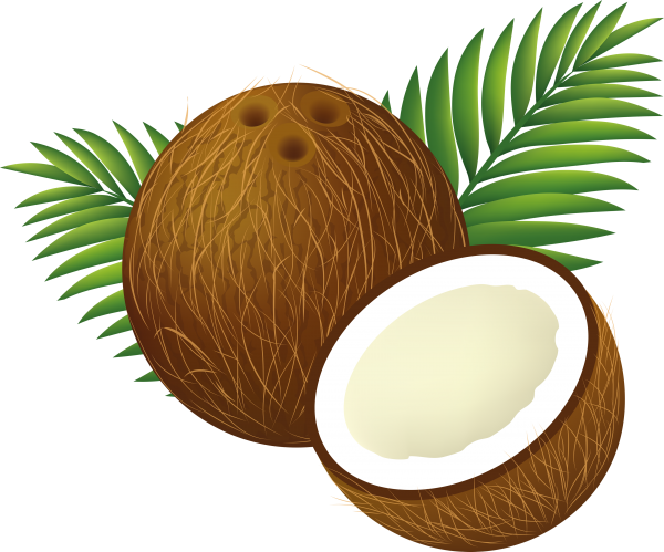 coconut png free download 19