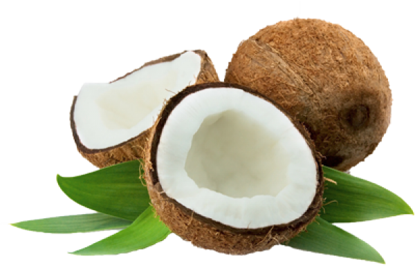 coconut png free download 26