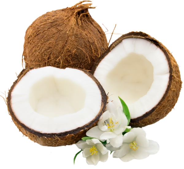 coconut png free download 27