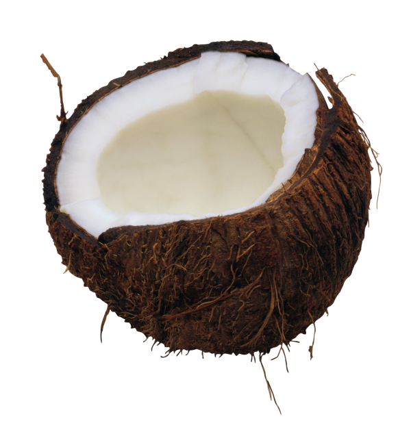 coconut png free download 28