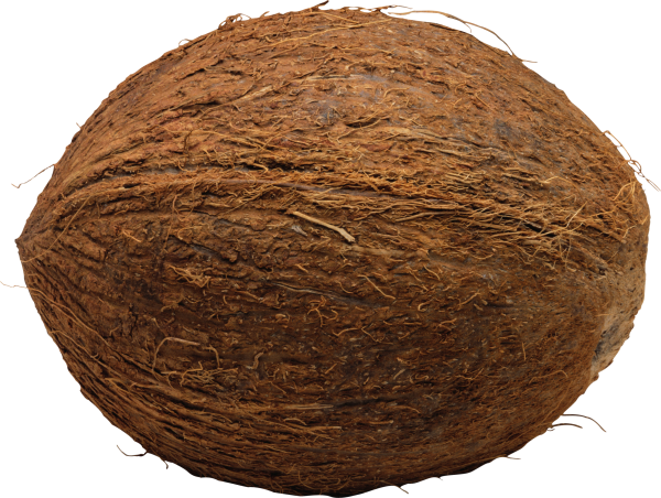 coconut png free download 4