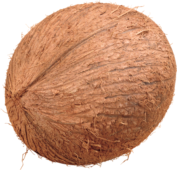 coconut png free download 7