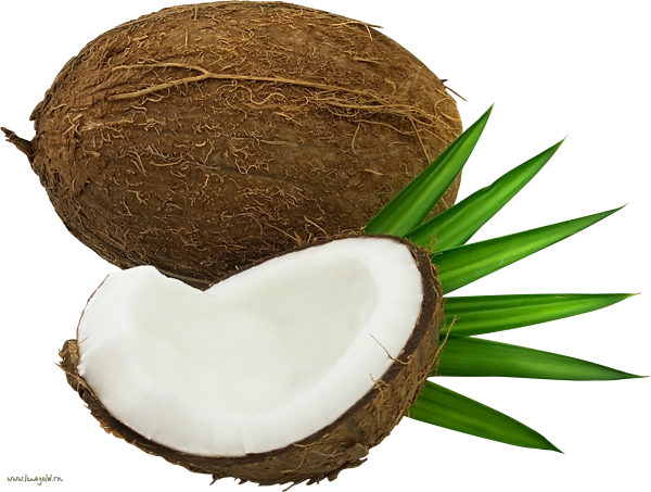 coconut png free download 8