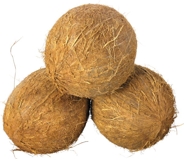 coconut png free download 9