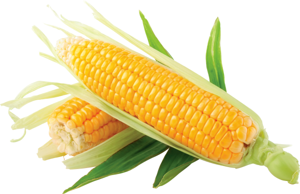 corn png free download 14