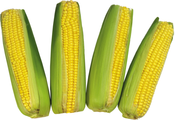 corn png free download 15