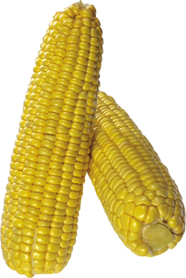 corn png free download 17