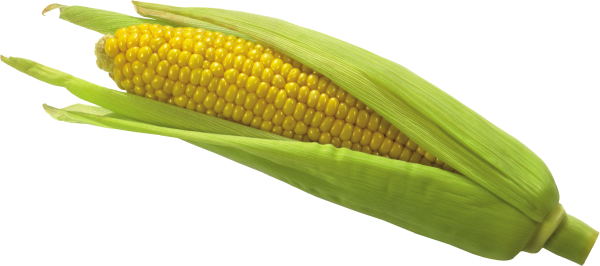 corn png free download 2